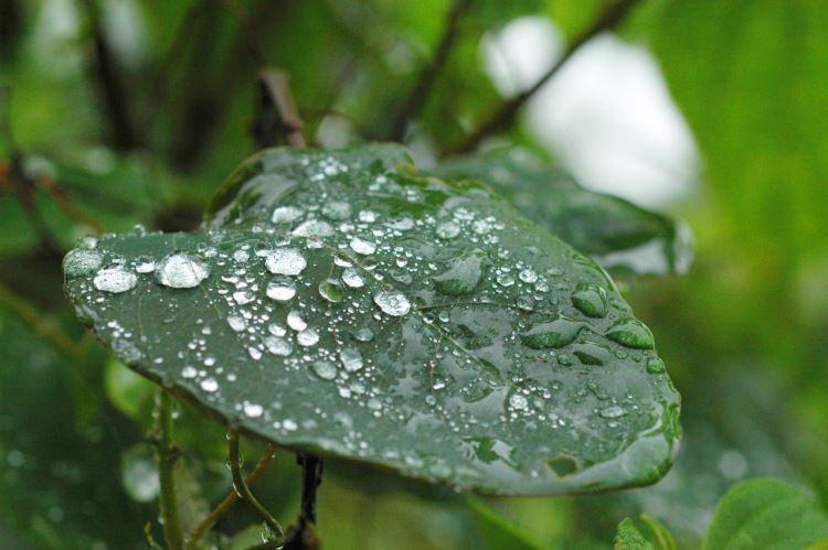 Exposição Mata Atlântica