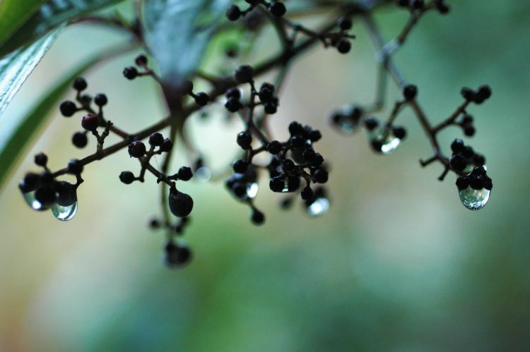 Exposição Mata Atlântica