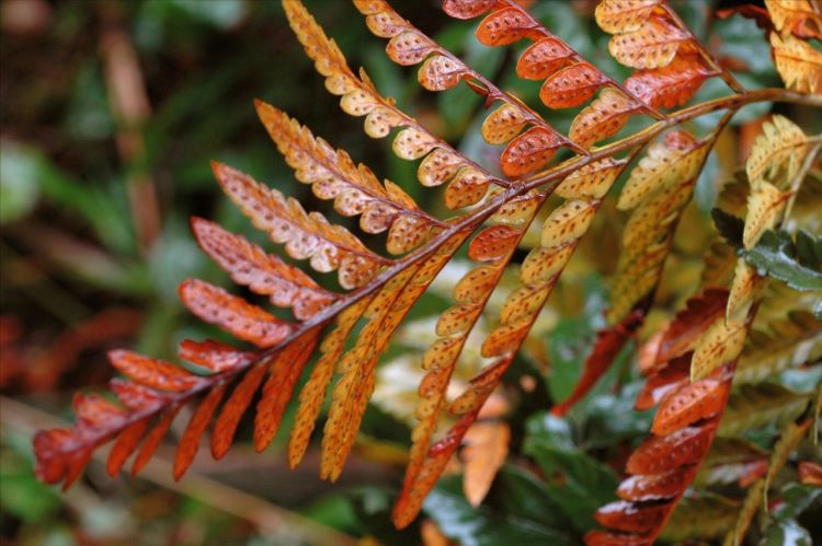 Exposição Mata Atlântica