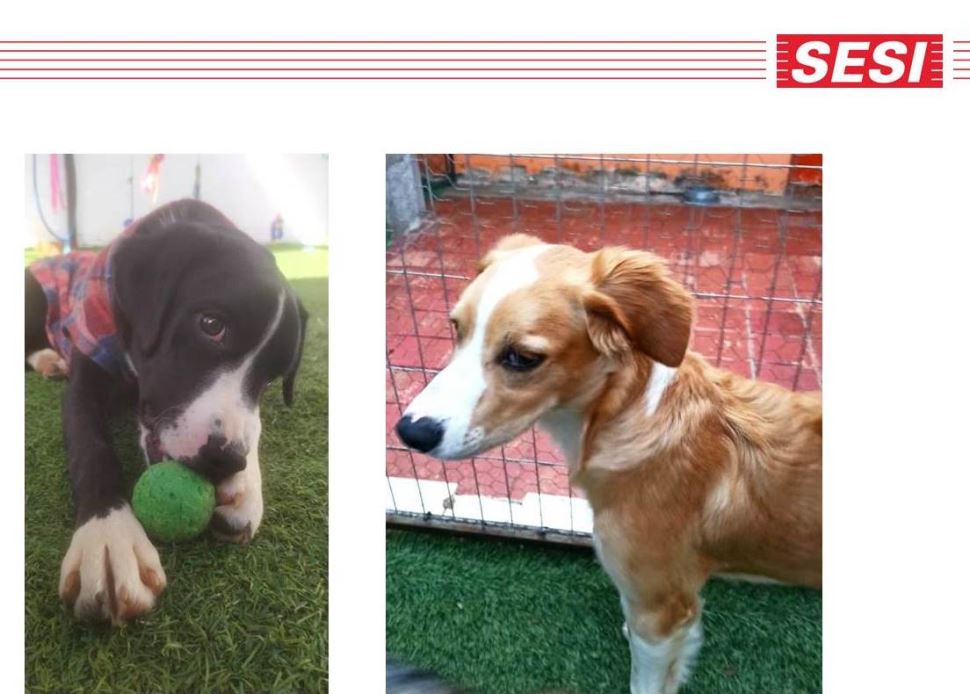 Escola de Araras adotará dois cachorrinhos