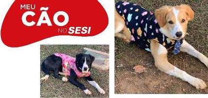 Bob e Zoe são recepcionados na escola Sesi de Araras