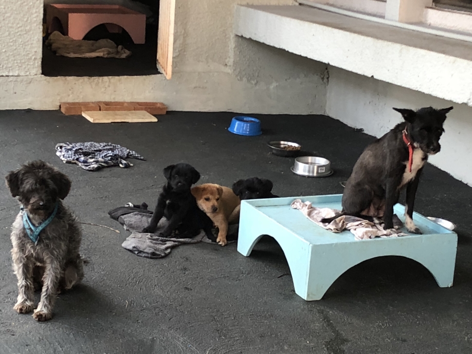 Cãopanha de adoção SESI Bauru