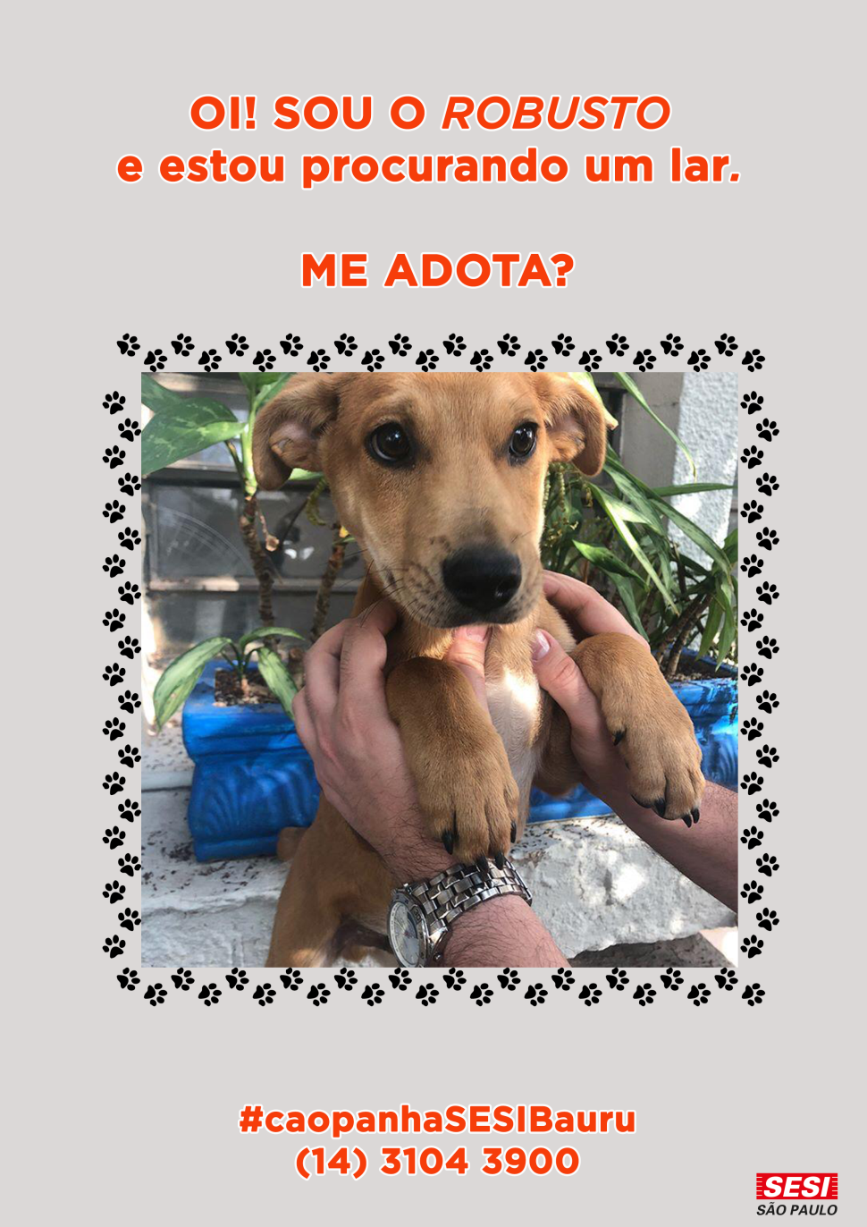 A Cãopanha do SESI Bauru continua