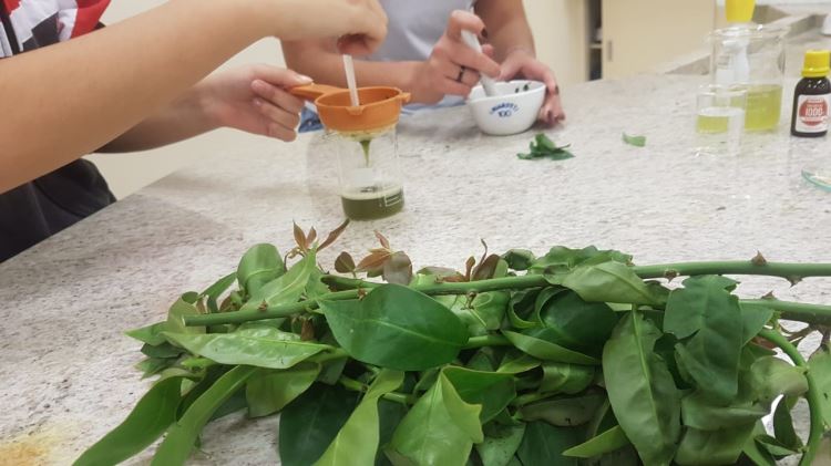 Amido da Ora-pro-nóbis 