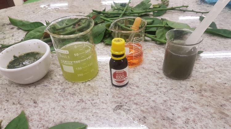 Amido da Ora-pro-nóbis 