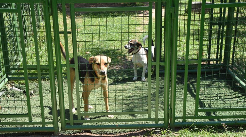 Espaço Cão no SESI Diadema 