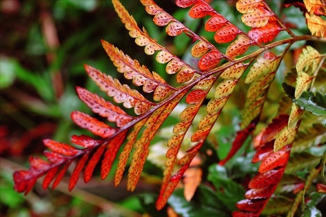 Sesi Itu abre a Exposição Mata Atlântica, berço das águas