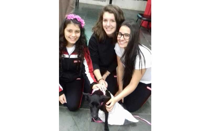 Projeto 'Engenhocas Fantásticas' cria cadeirinha para cão deficiente