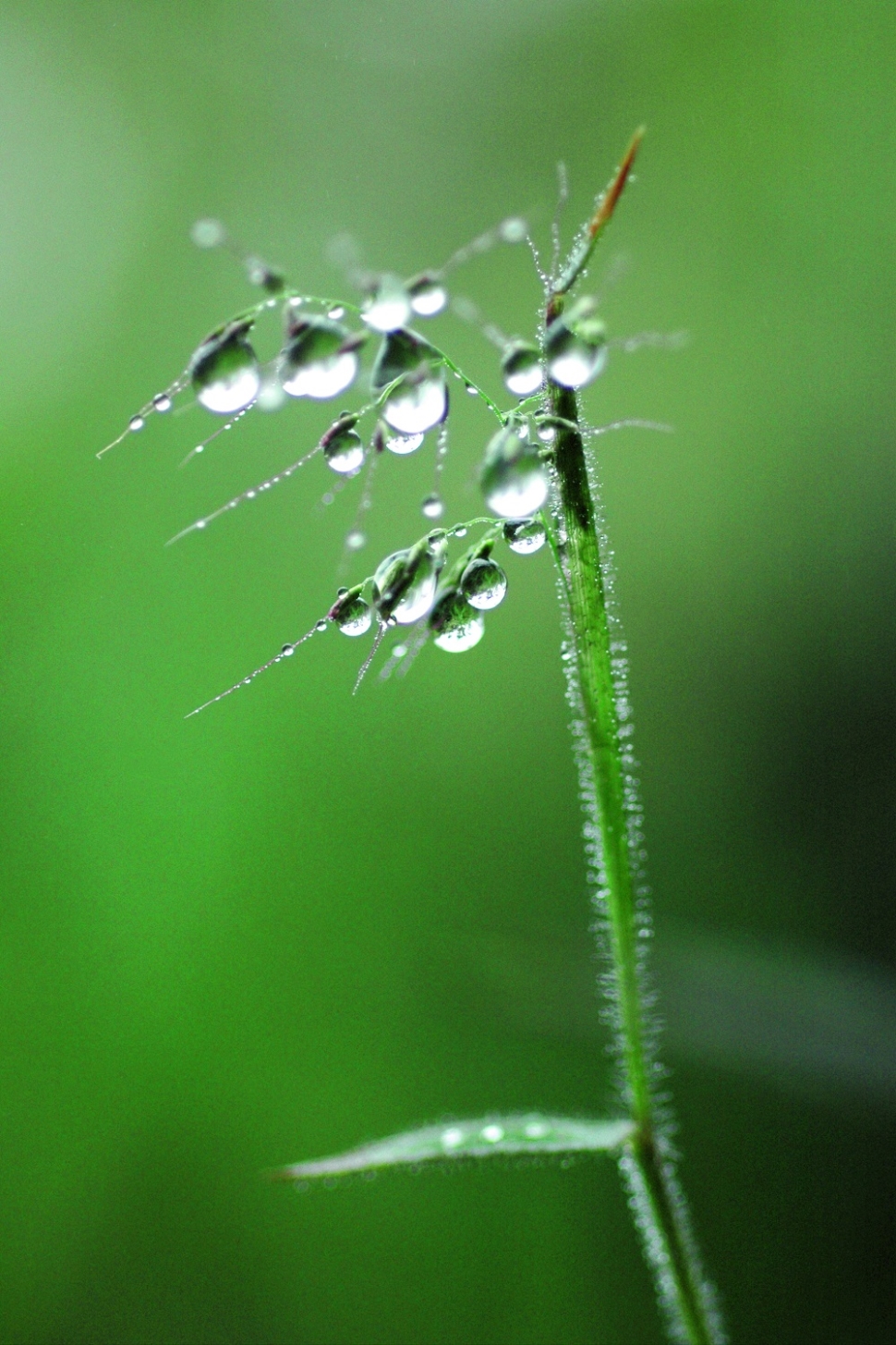 Exposição Mata Atlântica, Berço das Águas de Simão Salomão – Uma viagem fotográfica pela Serra do Mar