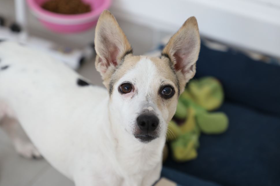 Mila, Meia-Noite e Lilica – os pets do Sesi São José dos Campos 