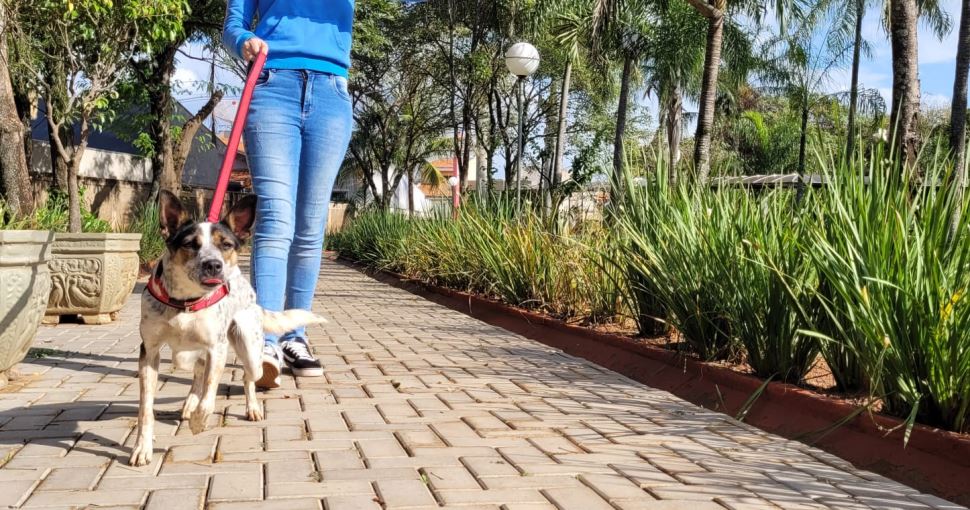 Sesi Ourinhos realiza Cãominhada neste sábado 14/05