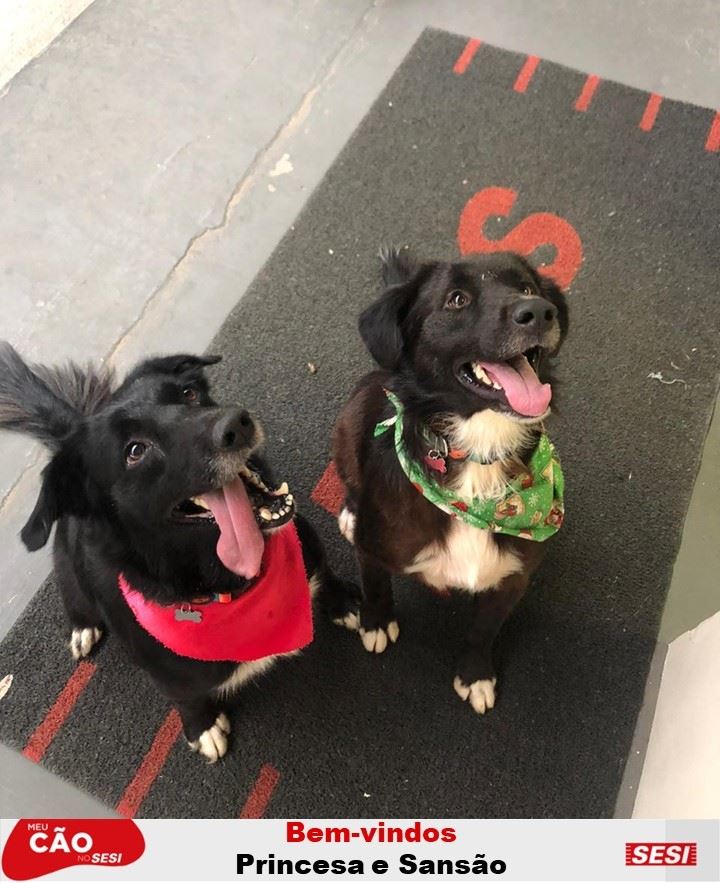 SESI PIRACICABA ADOTA DOIS CÃES NO PROJETO MEU CÃO NO SESI