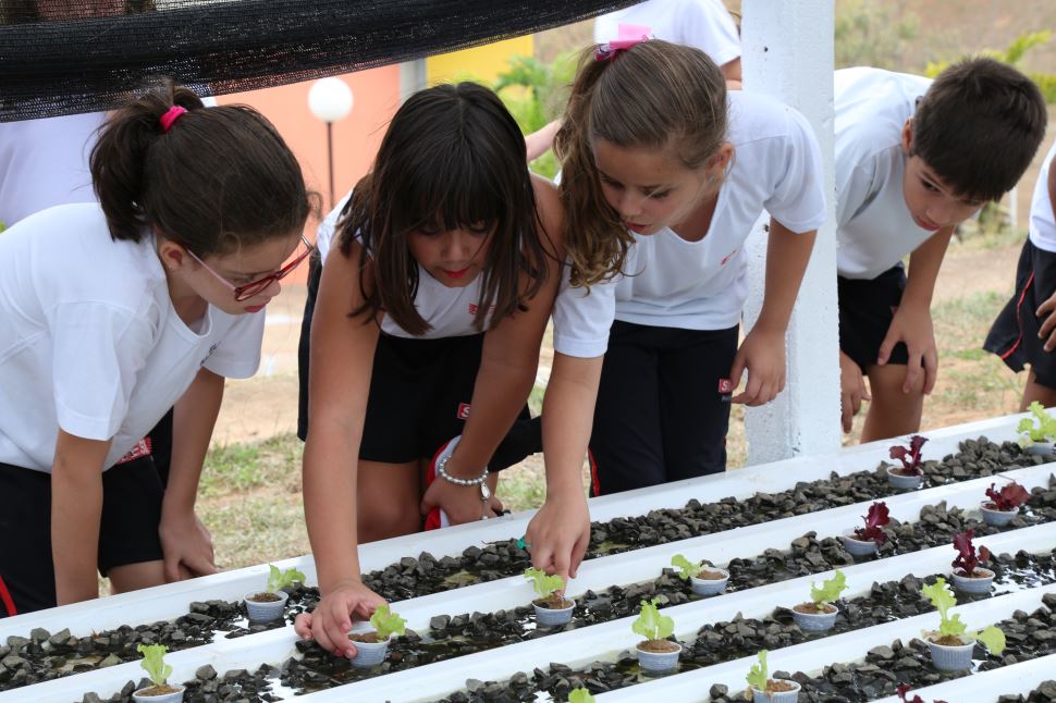 Projeto de Hidroponia é desenvolvido na Escola SESI de Presidente Epitácio