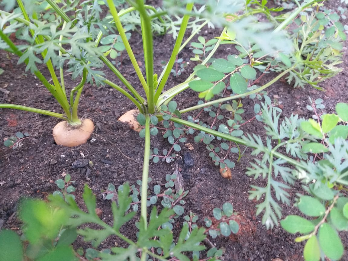 O resultado do trabalho dos alunos na horta