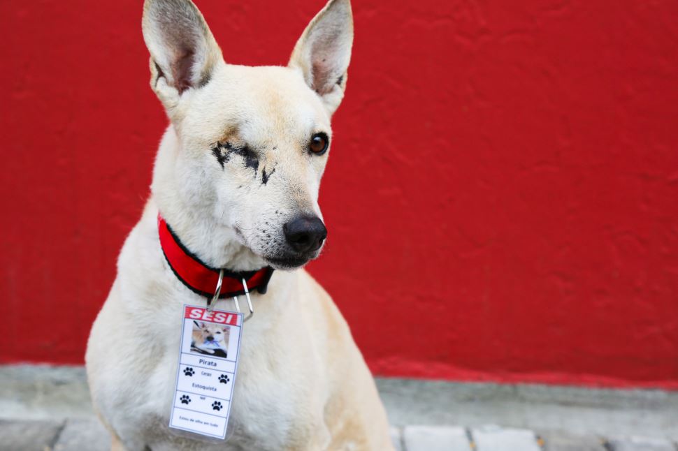 Projeto Meu Cão no SESI