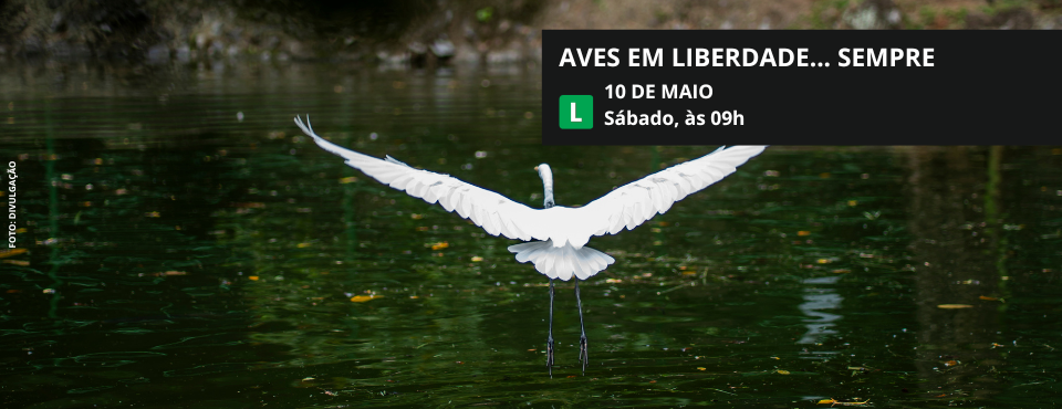 Abertura gratuita da exposição “Aves em liberdade… sempre”, do Coaves Sorocaba, acontece neste sábado (10) no SESI Votorantim