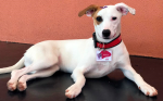 Como parte da equipe: cães têm crachá SESI-SP