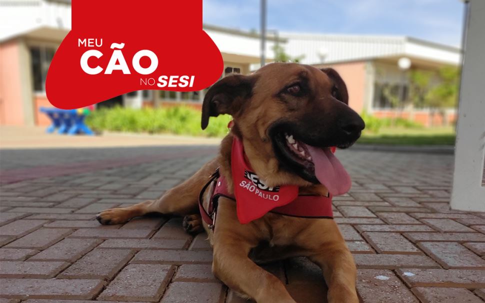 Sesi e Senai-SP já adotaram 149 cães 
