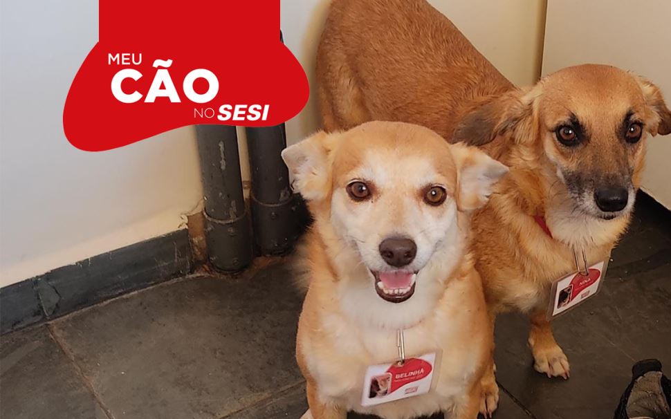 Sesi e Senai-SP já adotaram 149 cães 