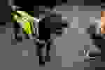 CAOSESI_2026