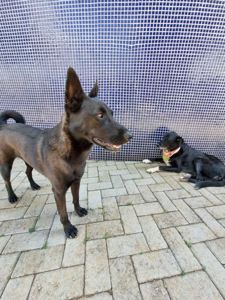 MASCOTES ESC ABR_2023