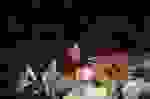 Bachiana_Jovem
